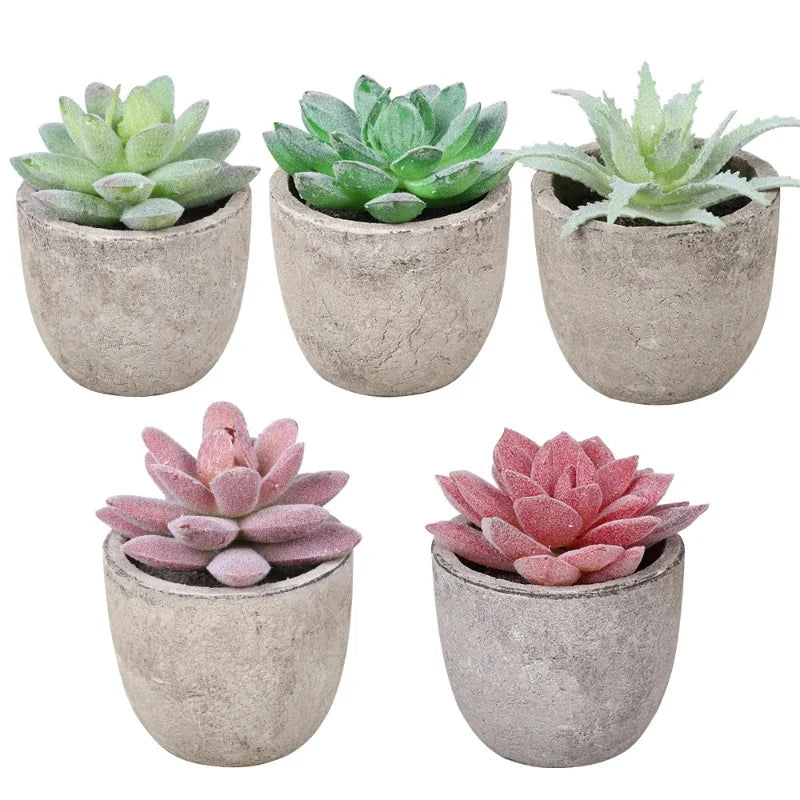 Charming Mini Aloe Bonsai Plants