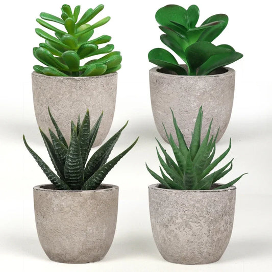 Charming Mini Aloe Bonsai Plants