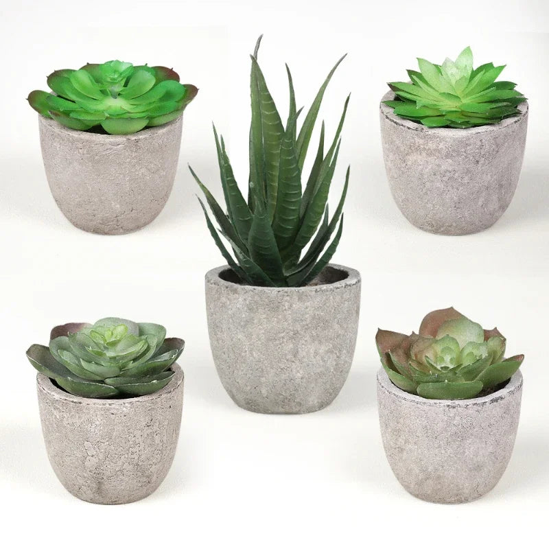 Charming Mini Aloe Bonsai Plants